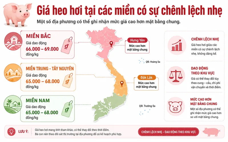 Giá heo hơi tại các miền có sự chênh lệch nhẹ, trong đó một số địa phương có thể ghi nhận mức giá cao hơn mặt bằng chung.