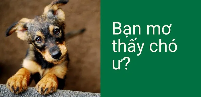Mỗi tình huống mơ thấy chó cắn thường được dân gian gắn với một cách giải mã và con số tham khảo khác nhau.