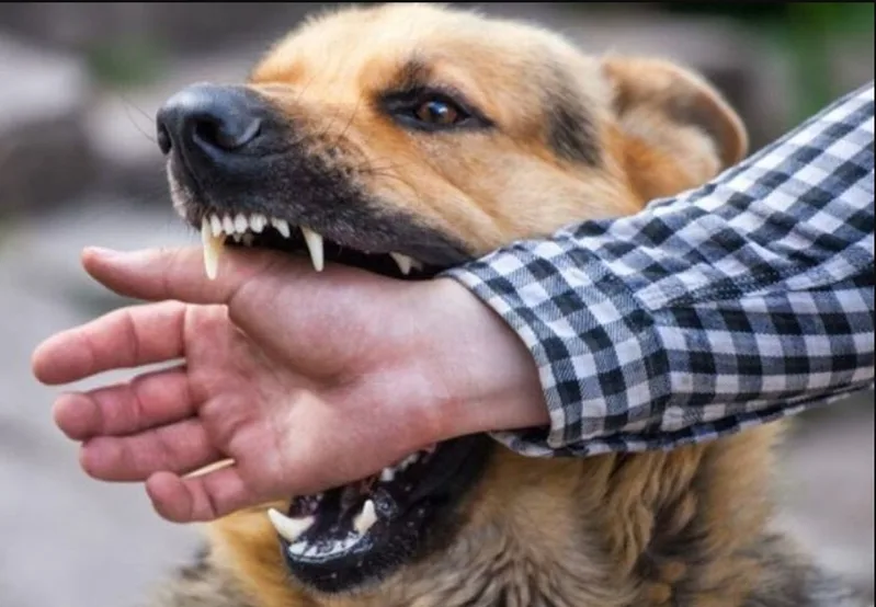 Mơ thấy chó cắn tay có thể phản ánh trở ngại trong hành động, công việc hoặc các quyết định quan trọng.