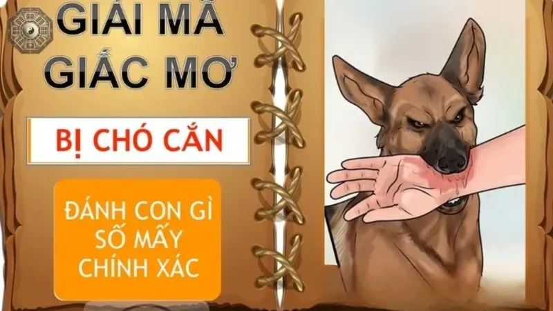 Nhiều người tra cứu giấc mơ thấy chó cắn vì tò mò về điềm báo, ý nghĩa tâm linh và con số dân gian.
