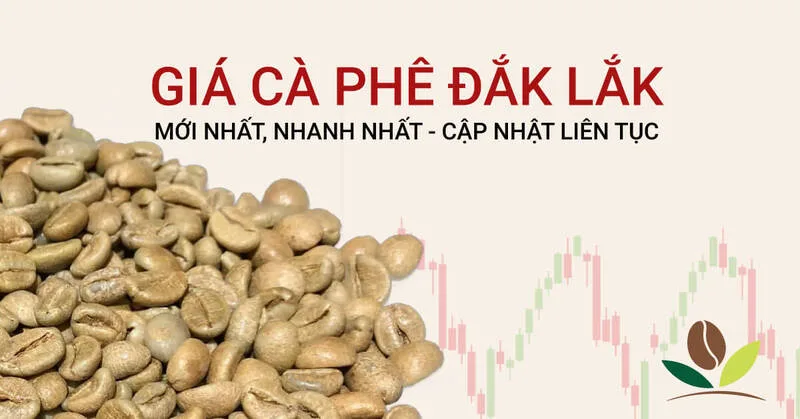 Giá cà phê Lâm Đồng và Đắk Nông thường được so sánh do chênh lệch vùng thu mua