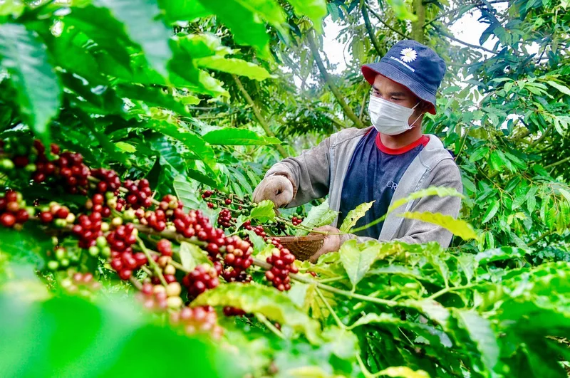 Giá cà phê Việt Nam chịu ảnh hưởng từ sàn giao dịch quốc tế và nhu cầu xuất khẩu