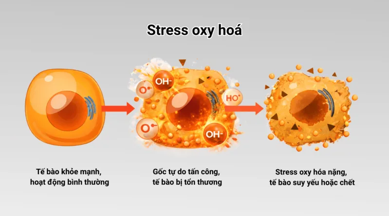 Stress oxy hóa kéo dài có thể ảnh hưởng đến màng tế bào, protein, DNA và các bào quan.