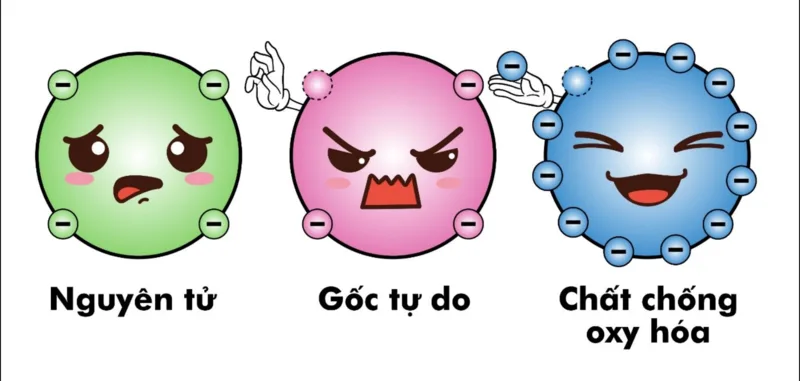 Hệ thống chống oxy hóa góp phần bảo vệ lipid, protein và DNA trước tổn thương oxy hóa.